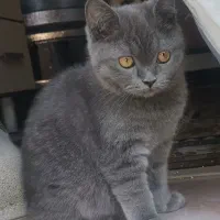 دختر خوشگل اسکاتیش|گربه|گنبد کاووس, |دیوار