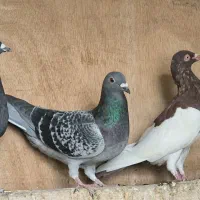 چنتا ماده جوون خوب|پرنده|شیراز, محراب|دیوار