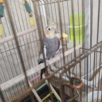 عروس هلندی نر|پرنده|ساوه, |دیوار