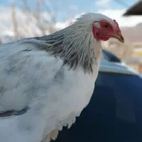 خروس برهما|پرنده|الوند, |دیوار