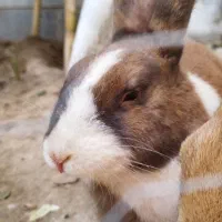 خرگوش نر ۱ساله معاوضه با خرگوش ماده