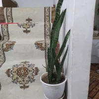 گل های زیبا