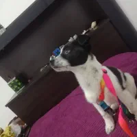 توله پاکوتاه