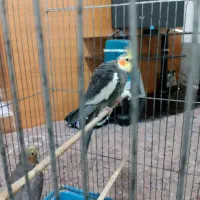 عروس هلندی واکسن خورده|پرنده|پاکدشت, پاکدشت (مامازند)|دیوار