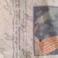 فروش بذر ذرت هیبرید ۷۰۴مغان