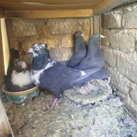 کبوتررنگی|پرنده|رونیز, |دیوار