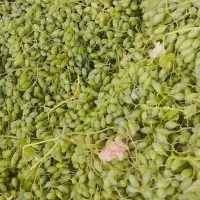 غوره و آبغوره تبرزه ارگانیگ