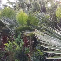 شمشاد گلدانی -یاس گلدانی-سیکاس گلدانی- یاس زمینی|گل و گیاه طبیعی|رودسر, |دیوار