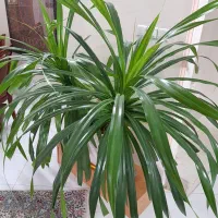 گلدان گل پاندانوس زیبا|گل و گیاه طبیعی|مشهد, احمدآباد|دیوار