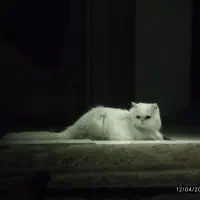 گربه پرشین سفید