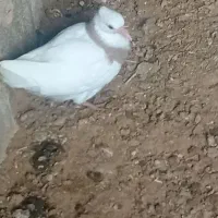 کبوتر|پرنده|امیدیه, |دیوار