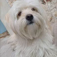 گمشده شیتزوپسر۴ساله سفیدوکرم رنگ