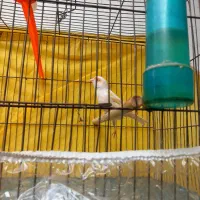 قناری مزایکی سرخ ماده اماده سهره  خاکی قفس مهردار