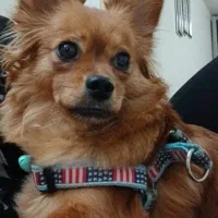 واگذاری توله پامرین اشپیتز ماده