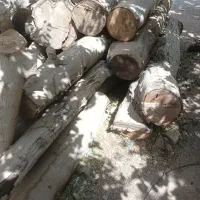 فروش چوب گردو|عمده‌فروشی|زیباشهر, |دیوار