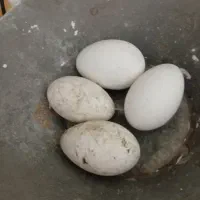 تخم قوغاز اصل|حیوانات مزرعه|زابل, |دیوار