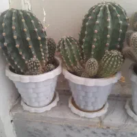 کاکتوس کمیاب|گل و گیاه طبیعی|بروجرد, |دیوار