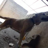 سگ خراسانی