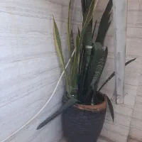 گل سانسو ریا طبیعی