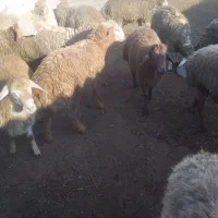 توغلو نر گوشتی