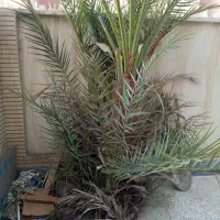 واگذاری یک اصله نخل با چندتا بچه دورش