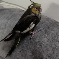 مینای سخنگو و جوجه عروس دستی|پرنده|قم, شهرک مهدیه (مدرس)|دیوار