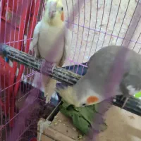 عروس هلندی بشرط تخم. جوجه با قناری محلیم عوض میکنم