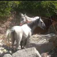 فروش اسب|اسب و تجهیزات اسبسواری|دوگنبدان, |دیوار