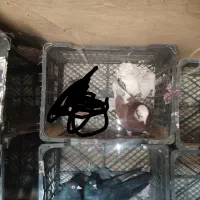 کفتر تهرانی|پرنده|زابل, |دیوار