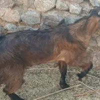 دو عدد بز پاکستانی|حیوانات مزرعه|جیرفت, |دیوار