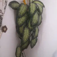 گل دیفین باخیا|گل و گیاه طبیعی|مریوان, |دیوار