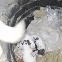 واگذراری سگ به همراه ۴ تا بچه هاش