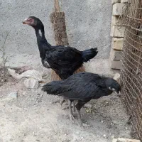 جوجه لاری