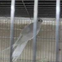 عروس هلندی ،کوتوله،مرغ عشق انگلیسی،فیشر|پرنده|مرند, |دیوار