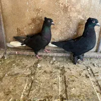 کبوتر بهبهانی. دم سفید. سینه