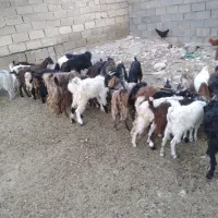 ۳۱ کهره نر ماده