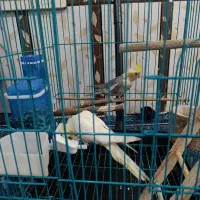 عروس پاریس نر و ماده|پرنده|اهواز, گلدشت|دیوار