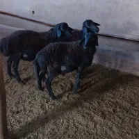 سه عدد بره نر قره قزل