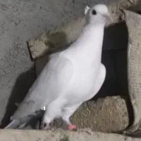 سفید دم سیاه کاکلی