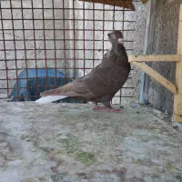 کبوتر جفتی و تکی|پرنده|مرودشت, نقش رستم|دیوار