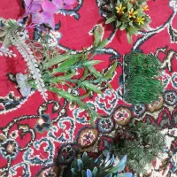 آکواریوم سالم به همراه تمام وسایل و تزئینات