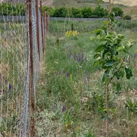 فروش باغچه ۵۶۲ متری ارجمند روستای نجفدر|فروش زمین و ملک کلنگی|ارجمند, |دیوار