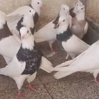 کبوتر طوقی