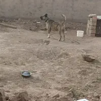 سگ گله .ضمانتی