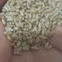 گندم یه تن برای فروش