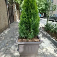 سرو کامیس پاریس به همراه گلدان