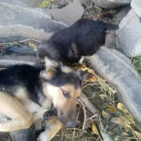 سگ گرگی با ی توله نر|سگ|مشگین شهر, |دیوار