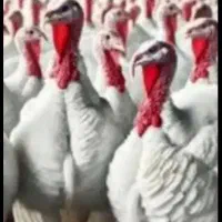 بوقلمون گوشتی ارگانیک