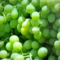 غوره فسا