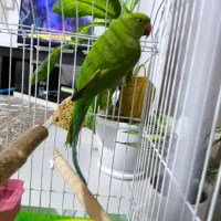 جوجه ملنگو|پرنده|اشتهارد, |دیوار